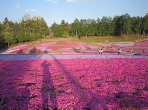 芝桜
