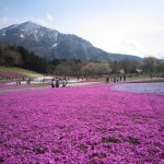 芝桜