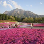 芝桜