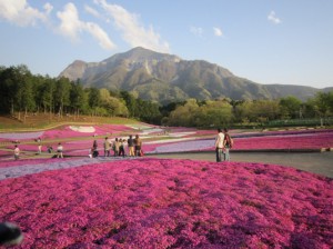 芝桜