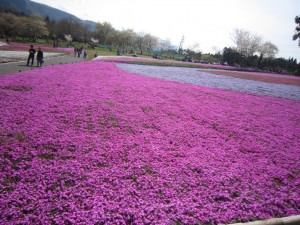 芝桜