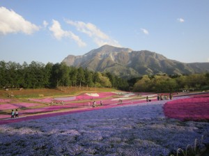 芝桜