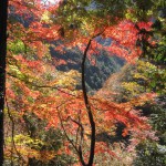 おいしい水が創られる風景