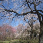 清雲寺のしだれ桜