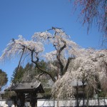 清雲寺のしだれ桜