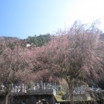 清雲寺のしだれ桜