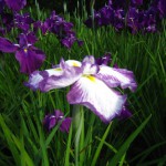 秩父　小鹿野　両神　花菖蒲