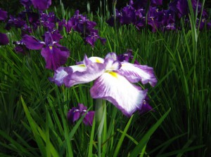 秩父　小鹿野　両神　花菖蒲