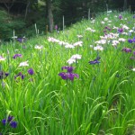 秩父　小鹿野　両神　花菖蒲