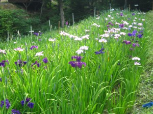 秩父　小鹿野　両神　花菖蒲