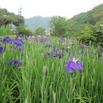 秩父　小鹿野　両神　花菖蒲