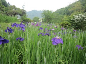 秩父　小鹿野　両神　花菖蒲