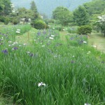 秩父　小鹿野　両神　花菖蒲