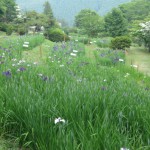 秩父　小鹿野　両神　花菖蒲