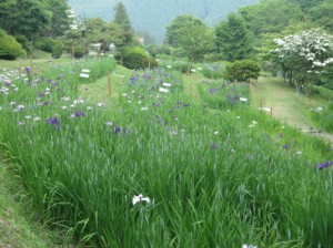 秩父　小鹿野　両神　花菖蒲
