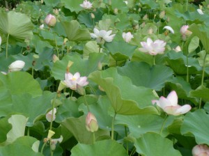 秩父　花はす