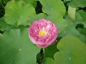 秩父　花はす