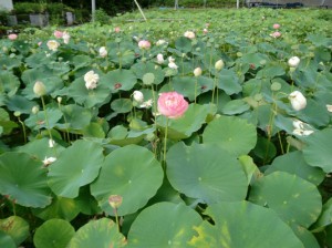 秩父　花はす