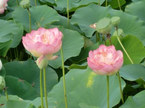 秩父　花はす
