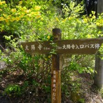 天然水が創られる山々に自生する花