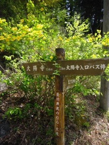 天然水が創られる山々に自生する花