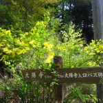 天然水が創られる山々に自生する花