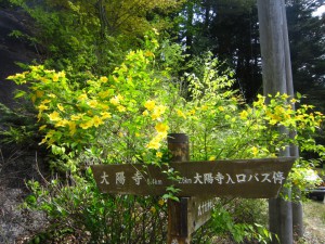 天然水が創られる山々に自生する花