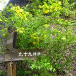 天然水が創られる山々に自生する花