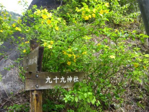 天然水が創られる山々に自生する花