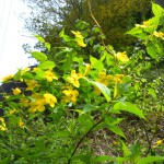 天然水が創られる山々に自生する花