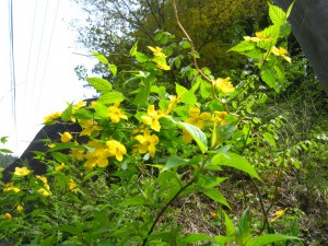 天然水が創られる山々に自生する花