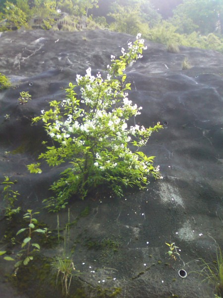 天然水が創られる山々に自生する花
