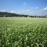 そばの花