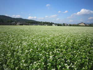 そばの花