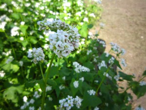 そばの花