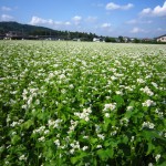 そばの花