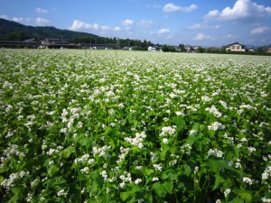 そばの花