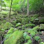 天然水が創られる山々