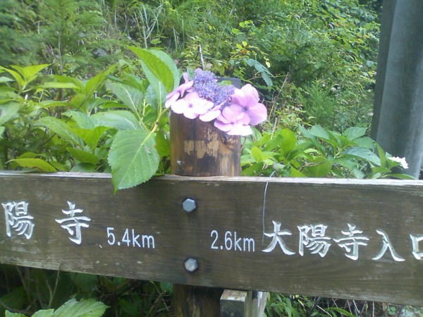 天然水が創られる山々に自生したあじさい