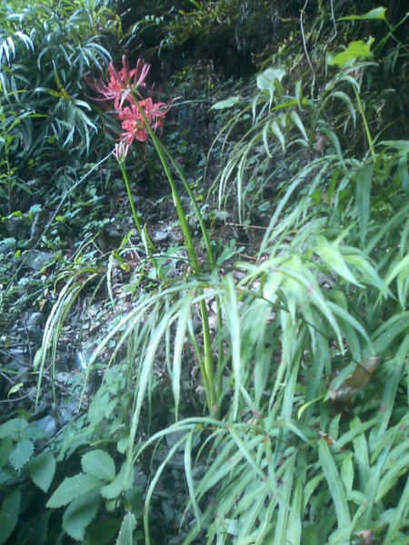 天然水が創られる山に自生する花