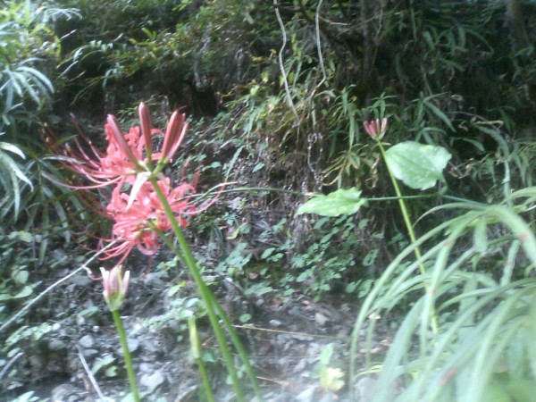 天然水が創られる山に自生する花