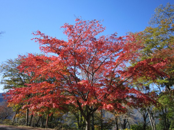 三峰神社のもみじ、紅葉