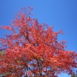 天然水が創られる山々の紅葉