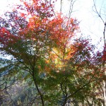 天然水が創られる山々の紅葉