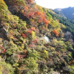 天然水が創られる山々の紅葉