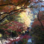 天然水が創られる山々の紅葉