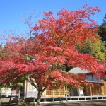 天然水が創られる山々の紅葉