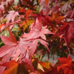 天然水が創られる山々の紅葉