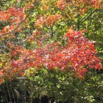 天然水が創られる山々の紅葉