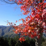天然水が創られる山々の紅葉